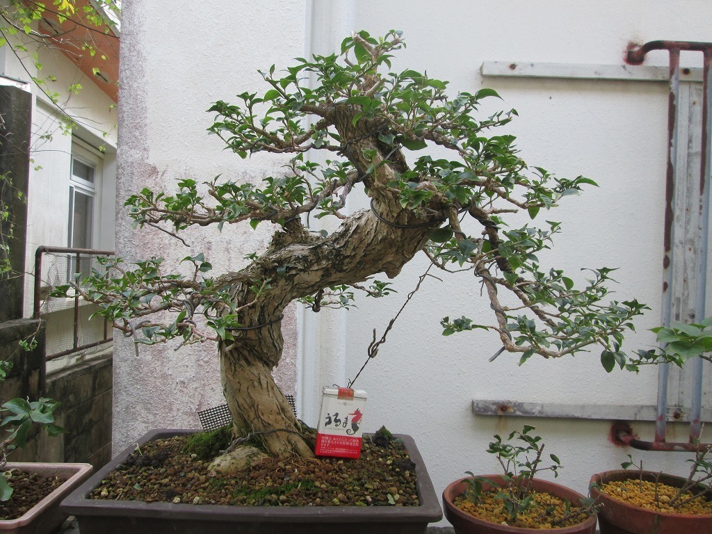 ブーゲンビレア ブーゲンビリア サンデリアナ種 樹高約55cm花無 ヤフオク盆栽の伝言板